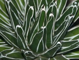 Aloe Vera, planta cu 200 de substante benefice pentru organism